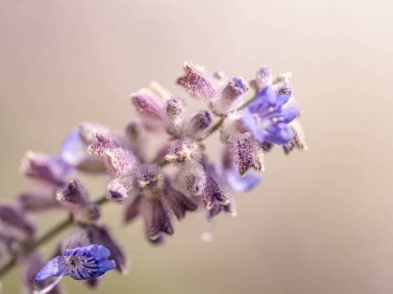 Russian Sage flowers in blossom Closeup shot of Russian Sage flowers in blossom Copyright: xZoonar.com RomanxMilertx 22050345