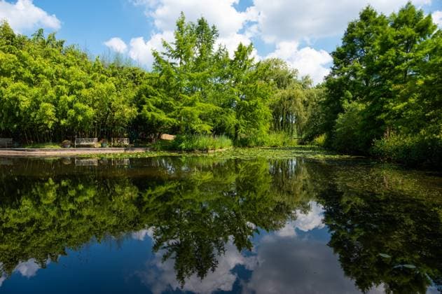 Hamburg, Germany, July 19, 2024 - Natural reflection in the water pond of the university botanical garden