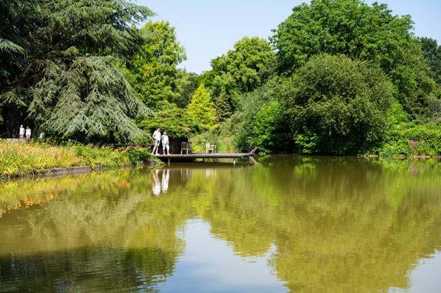 Hamburg, Germany, July 19, 2024 - Natural reflection in the water pond of the university botanical garden