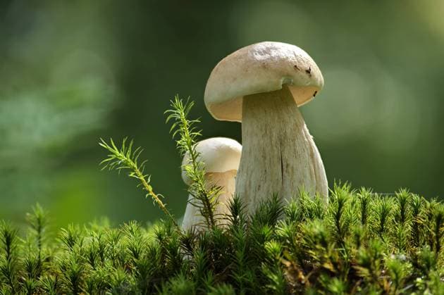 Creative Highlights World Close-up of wild penny bun mushrooms growing among mossy forest floor Close-up image of wild cep or penny bun mushrooms on a lush, mossy forest floor, showcasing natural growth and serene nature scenery. Nature, Boletus edulis fungi Copyright: xZoonar.com NerijusxLiobex 22052074