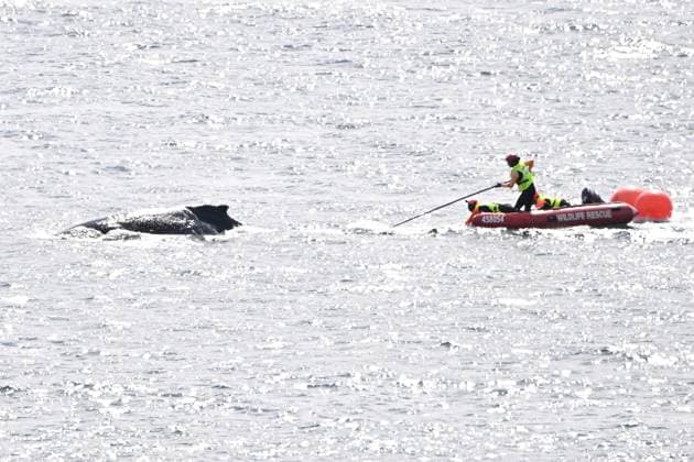 Bilder des Jahres 2024, News 08 August News Themen der Woche KW34 News Bilder des Tages WHALE SYDNEY HARBOUR NETS RESCUE, An entangled whale is seen in Sydney Harbour, Friday, August 23, 2024. A young whale is swimming erratically around Sydney Harbour after becoming entangled in ropes with wildlife officers and rescuers attempting to free the mammal. ( NO ARCHIVING, EDITORIAL USE ONLY, NO USE IN BOOKS WITHOUT CONSENT SYDNEY NEW SOUTH WALES AUSTRALIA  Copyright: xDANxHIMBRECHTSx 20240823144529679677
