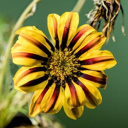 Creative Highlights World Blooming yellow Gazania on a green background Beautiful Blooming Gazania Big Kiss Yellow Flame on a green background. Flower head close-up. Copyright: xZoonar.com SerhiixZarevx 22055695