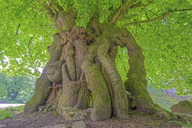 Creative Highlights World Gerichtslinde unterhalb der Schaumburg Deutschland Court lime tree below the Schaumburg Castle Germany Copyright: imageBROKER RolfxFischer iblrfi11104484.jpg