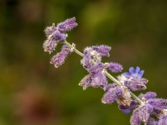 Russian Sage flowers in blossom Closeup shot of Russian Sage flowers in blossom Copyright: xZoonar.com RomanxMilertx 22057134