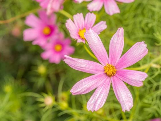 Pink cosmos flowers Bunch of pink cosmos flowers growing in the garden Copyright: xZoonar.com RomanxMilertx 22057626
