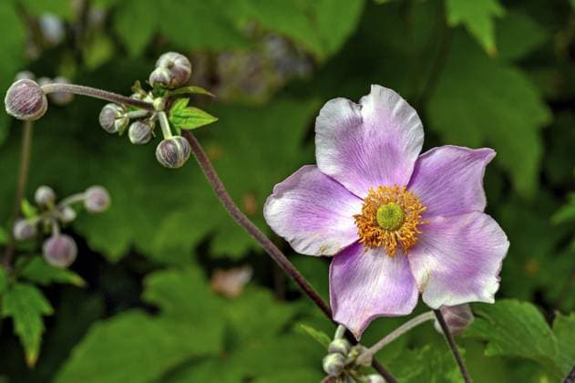 Herbst-Anemone (Anemone hupehensis), Deutschland, Europa Chinese anemone (Anemone hupehensis), Germany, Europe Copyright: imageBROKER ManfredxBail ibxabc11086538.jpg