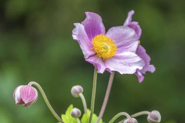 Herbstanemone (Anemone hupehensis), Nordrhein-Westfalen, Deutschland, Europa Chinese anemone (Anemone hupehensis), North Rhine-Westphalia, Germany, Europe Copyright: imageBROKER AnnaReinert ibxann11082103.jpg