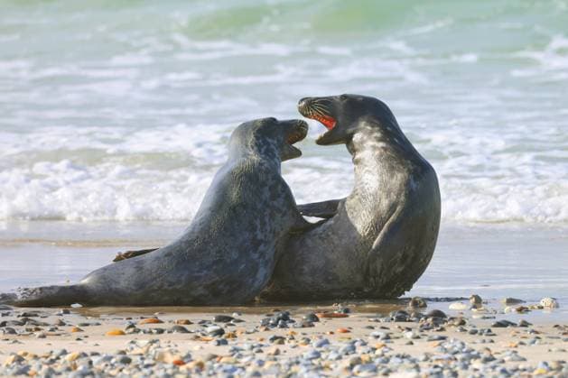 Creative Highlights World Kegelrobbe, Kegel-Robbe (Halichoerus grypus), Paar streitet sich am Strand, Deutschland, Schleswig-Holstein, Helgoland gray seal (Halichoerus grypus), couple arguing on the beach, Germany, Schleswig-Holstein, Heligoland BLWS715334 *** Grey seal, Cone Robbe Halichoerus grypus , pair disputes itself on Beach, Germany, Schleswig Holstein, Helgoland Gray Seal Halichoerus grypus , COUPLE arguing ON The beach, Germany, Schleswig Holstein, Heligoland BLWS715334 Copyright: xblickwinkel H.xDutyx