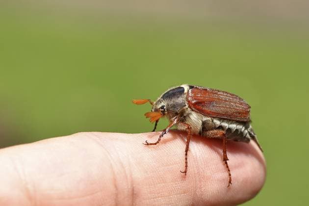 Waldmaikäfer (Melolontha hippocastani), Männchen, auf einem Finger, Wilnsdorf, Nordrhein-Westfalen, Deutschland, Europa Northern cockchafer (Melolontha hippocastani), male, on a finger, Wilnsdorf, North Rhine-Westphalia, Germany, Europe Copyright: imageBROKER BurkhardxSauskojus ibxbsa11067052.jpg