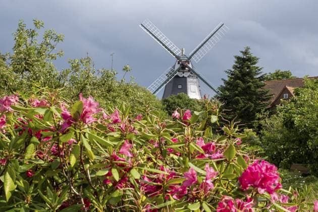 Historische Windmühle, Rhododendron im Vordergrund, Park an der Mühle, Wyk, Föhr, Nordsee-Insel, Nordfriesland, Schleswig-Holstein, Deutschland, Europa Historic windmill, rhododendron in the foreground, park at the mill, Wyk, Föhr, North Sea island, North Frisia, Schleswig-Holstein, Germany, Europe Copyright: imageBROKER WilfriedxWirth ibxdwh11106984.jpg