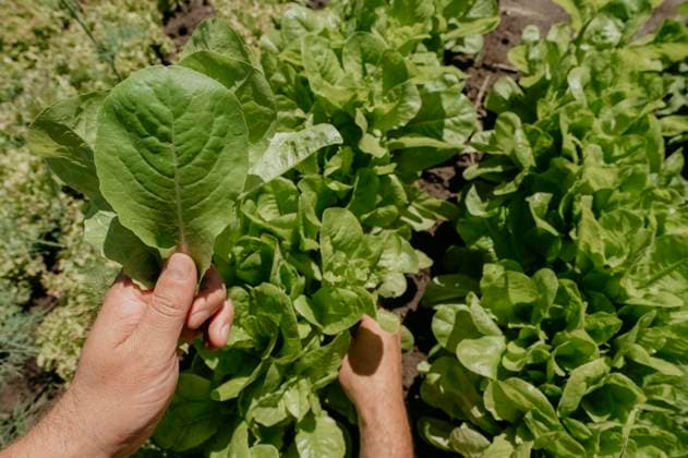 Hands of man collecting fresh spinach from garden model released, Symbolfoto, ANAF03450