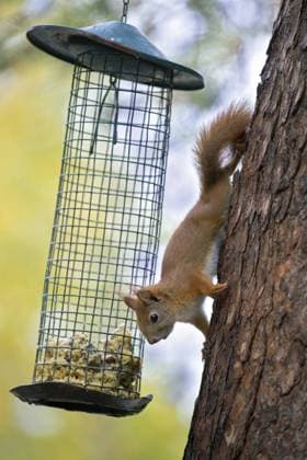 Europäisches Eichhörnchen, Sciurus vulgaris, erwachsenes Eichhörnchen an der Futterstelle, Herbst, Jämtland, Schweden, Europa Eurasian Red Squirrel, Sciurus vulgaris, adult squirrel at feeding station, autumn, Jaemtland, Sweden, Europe Copyright: imageBROKER alimdix xArterrax xS ibltsm11056278.jpg