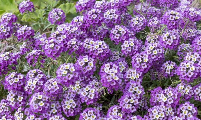 Alyssum (Lobularia maritima) Alyssum (Lobularia maritima) Copyright: imageBROKER AnnaxReinert ibxiqx08397065.jpg