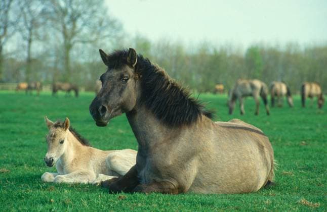 Dülmener Wildpferde, gemeinsames Ruhen von Stute und Fohlen, Merfelder Bruch, Dülmen, Münsterland, Nordrhein-Westfalen, Deutschland, Europa Dülmen wild horses, mare and foal resting together, Merfelder Bruch, Dülmen, Münsterland, North Rhine-Westphalia, Germany, Europe Copyright: imageBROKER DieterxSchinner ibldis07607790.jpg