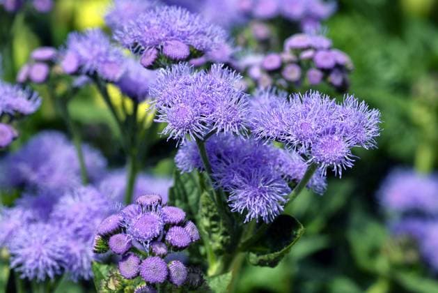 Leberbalsam (Ageratum houstonianum Blue Horizon ), Ammerland, Niedersachsen, Deutschland, Europa Liver Balm (Ageratum houstonianum Blue Horizon ), Ammerland, Lower Saxony, Germany, Europe Copyright: imageBROKER DieterxSchinner ibxdis05841070.jpg