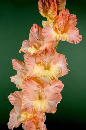 Blooming gladiolus kissy ruffle on a green background Beautiful Blooming gladiolus kissy ruffle on a green background. Flower head close-up. Copyright: xZoonar.com SerhiixZarevx 22082718