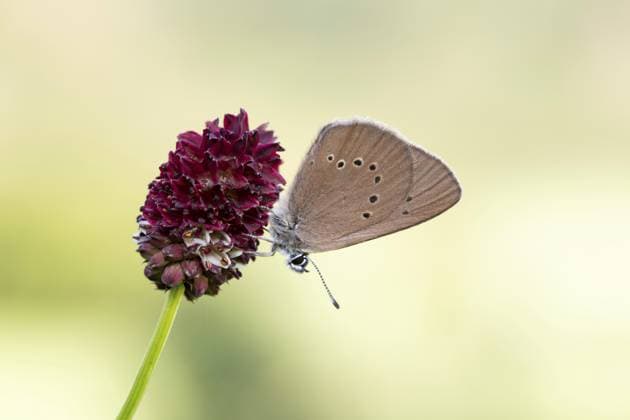 Dunkler Wiesenknopf-Ameisenbläuling (Phengaris nausithous), Großer Wiesenknopf (Sanguisorba officinalis), Falter sitzt auf Blüte, Nordrhein-Westfalen, Deutschland, Europa Dusky large blue (Phengaris nausithous), great burnet (Sanguisorba officinalis), butterfly sitting on flower, North Rhine-Westphalia, Germany, Europe Copyright: imageBROKER FarinaxGraßmann ibxfgr11138996.jpg
