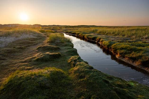 Norderney. 08 AUG 2024. Sonniger Abend in den Dünen um die Möwendüne in der Osthälfte von Norderney. OSTFRIESLAND. Ostfriesische Inseln. *** Norderney 08 AUG 2024 Sunny evening in the dunes around the Möwendüne in the eastern half of Norderney OSTFRIESLAND East Frisian Islands Copyright: JanisMEYER Priller&MAUG JMY2U9811X
