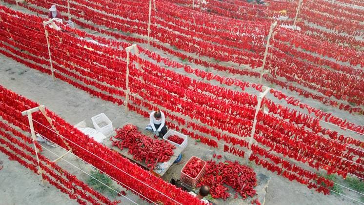 News Themen der Woche KW35 News Bilder des Tages Farmers Dry Chili Peppers in The Sun XINJIANG, CHINA - AUGUST 27, 2024 - Farmers dry chili peppers in the sun in Bayingolin Mongolian Autonomous Prefecture, Xinjiang province, China, Aug 27, 2024. Xinjiang Xinjiang China  Copyright: xCFOTOx i1724794675937