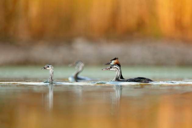 A group of great crested grebes glides gracefully across a tranquil lake, surrounded by a golden autumn backdrop, reflecting the beauty of wild waterbirds in their natural habitat. Model Released DavidJerez_ID23295_677300_017 Copyright: xDavidxJerezx