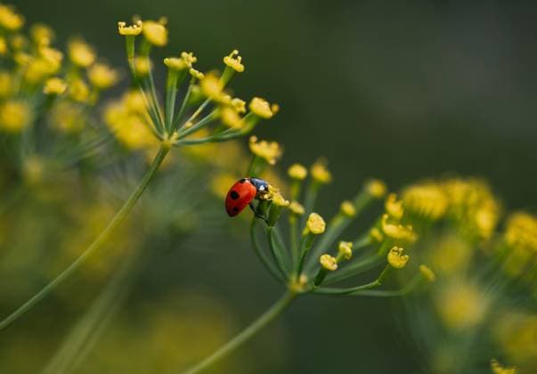 A vivid red ladybug stands out against a soft green background, gripping onto the delicate yellow dill flowers, captured with intricate detail through macro photography. Model Released HelenaNechaeva_ID23297_677369_002 Copyright: xHelenaxNechaevax