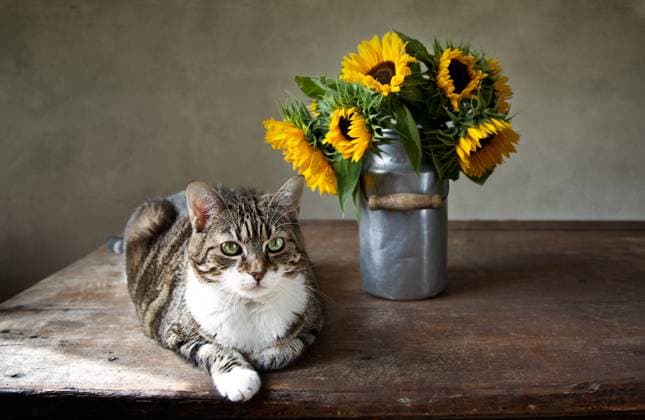 Stillleben mit Katze und Sonnenblumen Still Life with Cat and Sunflowers Copyright: imageBROKER NailiaxSchwarz ibxiqx08902145.jpg ,model released, Symbolfoto ,property released