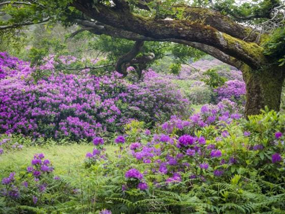 Rhododendron am Killarney National Park in Irland Rhododendron am Killarney National Park in Ireland Copyright: imageBROKER EwaldxFr ibxiqx08919289.jpg