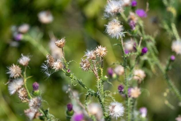 Wilde Disteln im Spätsommer , Deutschland, 29.08.2024, Nahaufnahme von wilden Disteln im Spätsommer, die teilweise verblüht sind und ihre Samenstände zeigen. Das Bild vermittelt den natürlichen Zyklus und die Schönheit der Wildpflanzen in der Natur. *** Wild thistles in late summer , Germany, 29 08 2024, Close-up of wild thistles in late summer, partly withered and showing their seed heads The image conveys the natural cycle and beauty of wild plants in nature