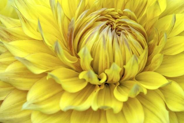 Dahlie (Dahlia), Münsterland, Nordrhein-Westfalen, Deutschland, Europa Dahlias (Dahlia), Münsterland, North Rhine-Westphalia, Germany, Europe Copyright: imageBROKER AnnaReinert ibxann11153138.jpg