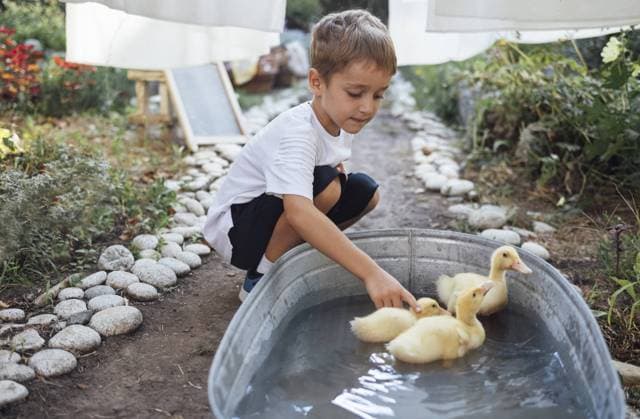 Kleiner Junge und kleine gelbe Entenküken schwimmen in der Waschwanne im Garten. Kleiner Junge in einem weißen TShirt mit niedlichen Haustieren. Kind und Vögel. Sommerlicher Hintergrund. Kopieren Raum Little boy and little yellow ducklings swimming in washtub in the garden. Small boy in a white t-shirt with cute pets. Child and birds. Summer background. Copy space Copyright: imageBROKER DashaxPetrenko ibxiqx09201992.jpg ,model released, Symbolfoto ,property released