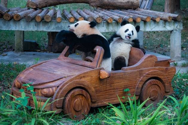 Entertainment Themen der Woche KW35 Entertainment Bilder des Tages Chongqing Zoo Giant Panda CHONGQING, CHINA - SEPTEMBER 1, 2024 - Giant panda Mang Cancan and his mother Mang Zai drive a car at Chongqing Zoo in Chongqing, China, Sept 1, 2024. Chongqing Chongqing China  Copyright: xCFOTOx i1725202677959