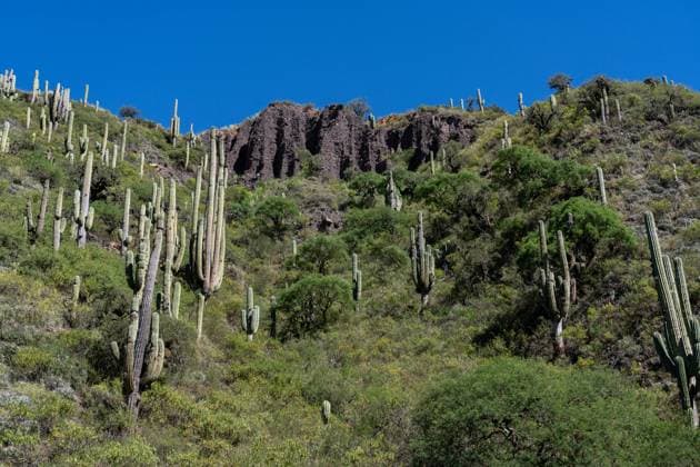 Kalendermotive: Kakteen Argentine saguaro or cardon grande cacti on the mountainsides in the Quebrada de Escoipe, Valle de Lerma near Salta, Argentina. Valle de Lerma Salta Province Argentina Copyright: xJonxG.xFullerx xVWPicsx 2055-JGF-landscapes-QuebradaEscoipe-AR