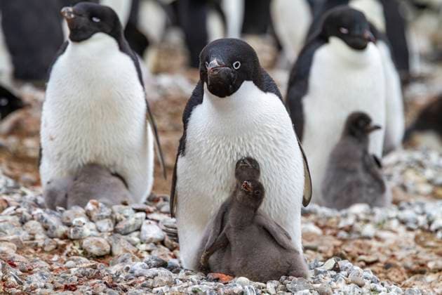 Adelie penguin (Pygoscelis adeliae), with chicks at breeding colony at Brown Bluff, Antarctic Peninsula, Antarctica, Polar Regions Copyright: MichaelxNolan 1112-9240 RECORD DATE NOT STATED