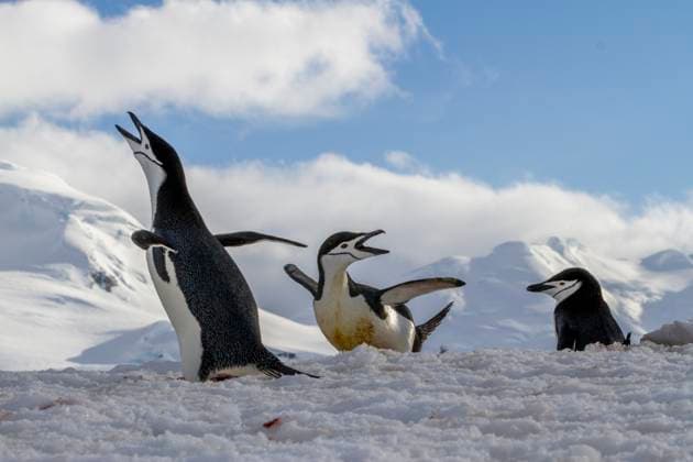 Chinstrap penguins (Pygoscelis antarctica), ecstatic display at breeding colony at Half Moon Island, Antarctica, Polar Regions Copyright: MichaelxNolan 1112-9266 RECORD DATE NOT STATED