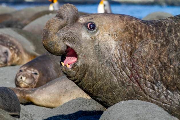 Adult bull southern elephant seal (Mirounga leonina) fleeing from another male challenger at Gold Harbour, South Georgia, Polar Regions Copyright: MichaelxNolan 1112-9491 RECORD DATE NOT STATED