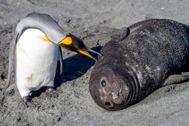Southern elephant seal (Mirounga leonina) pup interacting with curious king penguin at Gold Harbour on South Georgia, Polar Regions Copyright: MichaelxNolan 1112-9493 RECORD DATE NOT STATED