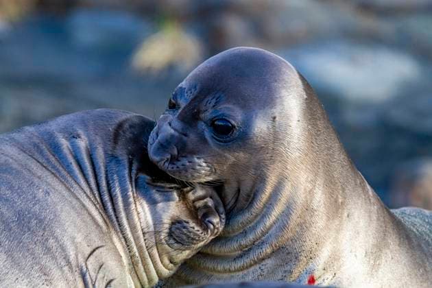 Southern elephant seal (Mirounga leonina) weaner pups mock fighting on the beach at Gold Harbour, South Georgia Island, Polar Regions Copyright: MichaelxNolan 1112-9501 RECORD DATE NOT STATED