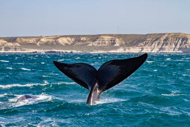 Creative Highlights World Southern right whale (Eubalaena australis) adult female flukes-up to catch the wind in Puerto Pyramides, Argentina, South America Copyright: MichaelxNolan 1112-9523 RECORD DATE NOT STATED