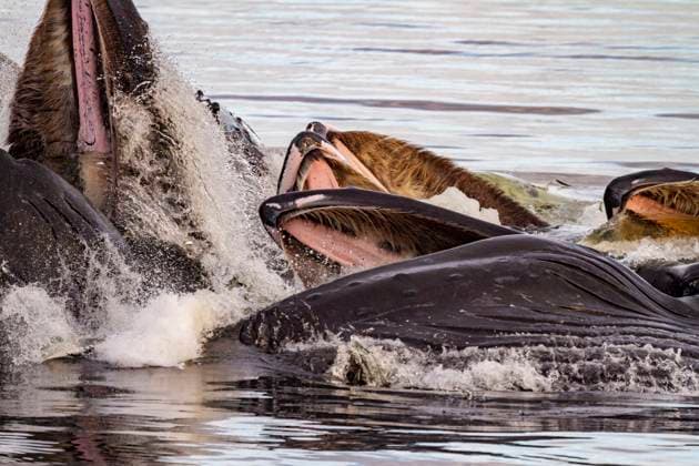 Creative Highlights World Adult humpback whales (Megaptera novaeangliae) co-operatively bubble-net feeding in Snow Pass, Alaska, United States of America, North America Copyright: MichaelxNolan 1112-9572 RECORD DATE NOT STATED