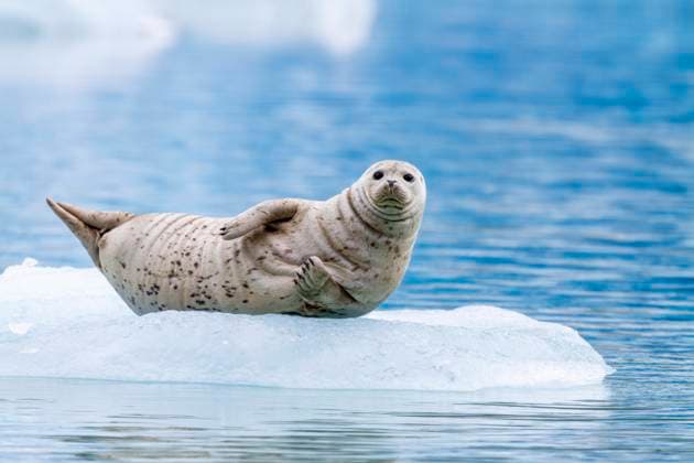 Harbor seal (Phoca vitulina) hauled out on ice calved from South Sawyer Glacier, Southeast Alaska, United States of America, North America Copyright: MichaelxNolan 1112-9608 RECORD DATE NOT STATED