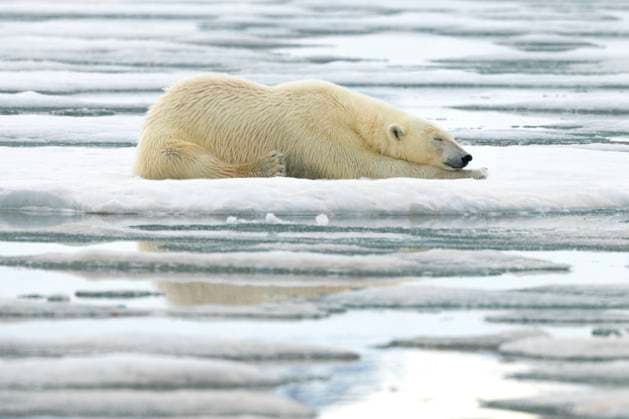 Creative Highlights World Polar bear laying on ice, Svalbard and Jan Mayen, Norway, Polar Regions Copyright: AdrianxWlodarczyk 1363-30 RECORD DATE NOT STATED