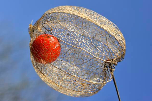 Creative Highlights World Bright red fruit inside the dried husk of Chinese lantern (Physalis alkekengi), France, Europe Copyright: GOUPIxCHRISTIAN 1382-730 RECORD DATE NOT STATED