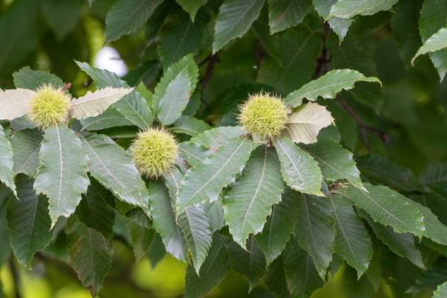Esskastanie mit stacheligen Früchten Nahaufnahme im Spätsommer , Deutschland, 02.09.2024, Nahaufnahme von Zweigen einer Esskastanie mit stacheligen Fruchthüllen, die im Spätsommer reifen. Die grünen Blätter und stacheligen Früchte vermitteln einen Eindruck von der Natur und der Herbsternte *** Chestnut tree with prickly fruits close-up in late summer , Germany, 02 09 2024, Close-up of branches of a chestnut tree with prickly fruit pods ripening in late summer The green leaves and prickly fruits give an impression of nature and the fall harvest