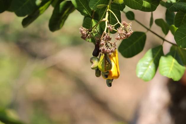 Am Baum hängende Cashew Früchte Cashew fruit hanging down the tree Copyright: imageBROKER UwexBergwitz ibxiqx09525294.jpg