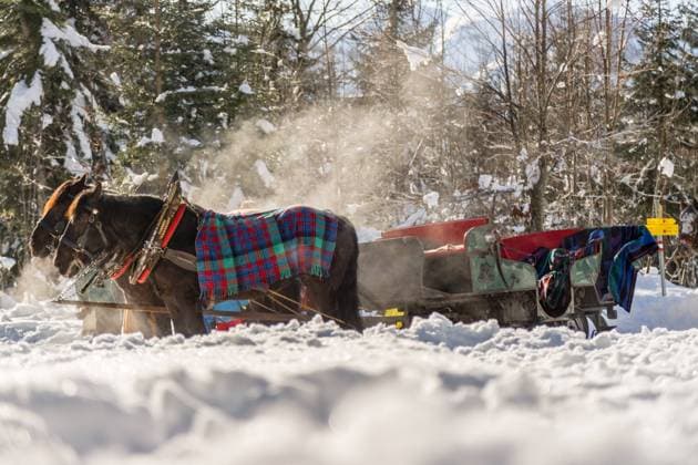 Nahaufnahme einer Pferdekutsche im Winter, Sonnenschein, Österreich, Europa Close up of horse drawn carriage in winter, sunshine, Austria, Europe Copyright: imageBROKER PatrickxDaxenbichler ibxiqx09645909.jpg