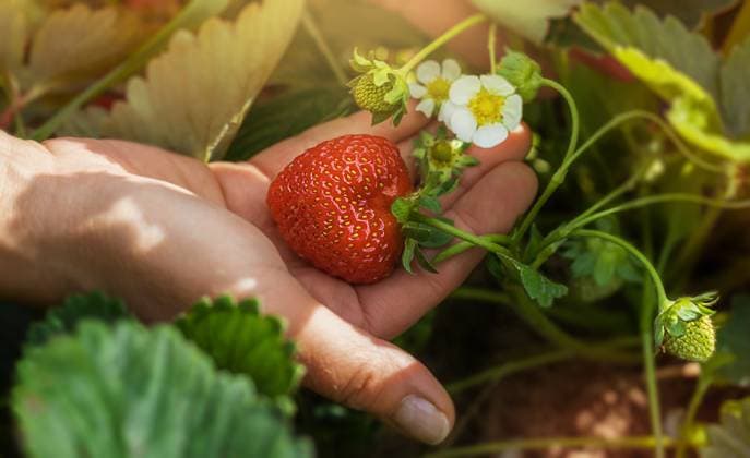 A close-up of a hand in which a ripe strawberry lies. Minsk, Minsk Region, Belarus R_NARA21090287-825502-01
