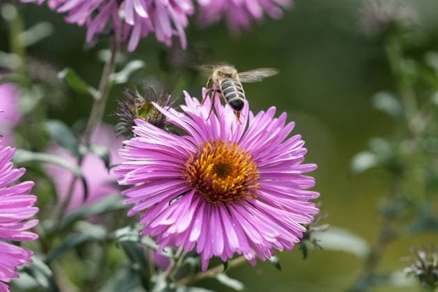 Die Herbststaude mit purpurroten Bluehten zieht gerne Bienen und Insekten an. Die Asternart erreicht eine Wuchshoehe bis zu 100 cm. Die Glattblatt Aster gehoert im Gartenjahr zu den letzten Bluetenstauden. Glattblatt Aster (Crimson Brocade) - Herbstaster mit Biene Die Herbststaude mit purpurroten Bluehten zieht gerne Bienen und Insekten an. Die Asternart erreicht eine Wuchshoehe bis zu 100 cm. Die Glattblatt Aster gehoert im Gartenjahr zu den letzten Bluetenstauden. Deutschland, Kuchen, Garten, 04.09.2024 *** The autumn perennial with purple-red blossoms likes to attract bees and insects The aster species reaches a growth height of up to 100 cm The smooth-leaved aster is one of the last flowering perennials in the garden Glattblatt Aster SP_GHR