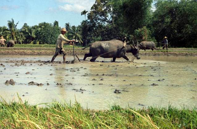 Archivbilder der Woche KW35 Republic of the Philippines 8751696 10.06.1970 The Republic of the Philippines. Plowing a rice field. Rumyantsev Philippines  Copyright: xRumyantsevx