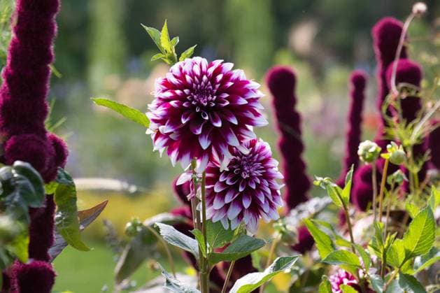 Dahlien im Beet *** Dahlias in the bed
