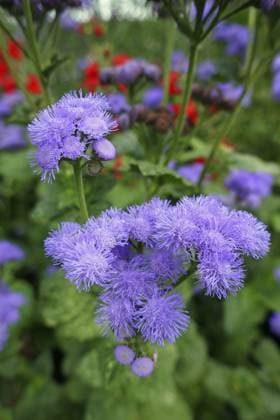 Ageratum houstonianum Ageratum houstonianum Copyright: imageBROKER BabettxPaulx-xBabett ibliqx11203351.jpg